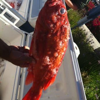 Ventura Fresh Fish - Red Snapper ( Red Rockfish) - Seafood Markets Near Me - Ventura, California Ventura Fresh Fish - Red Snapper ( Red Rockfish) - Seafood Markets Near Me - Ventura, California