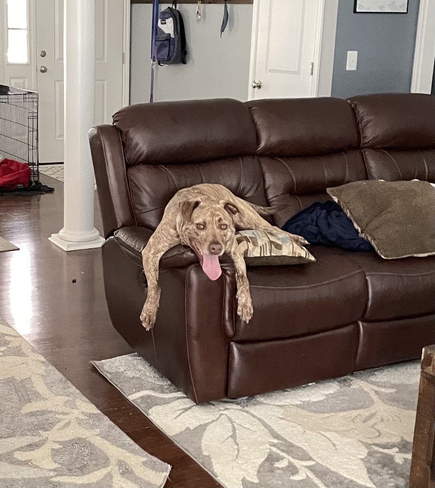 Crazy Mutt Dog Walkin' & Pet Sitting Image