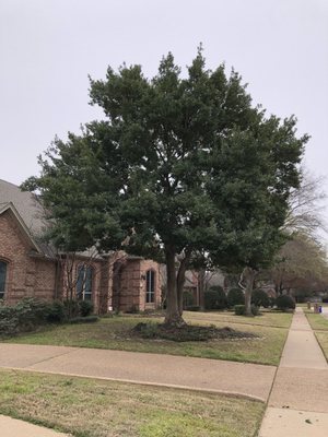 WISE TREE CARE - Updated June 2026 - 20 Photos & 29 Reviews - 1600 ...