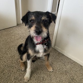 Tully's Training - Pet Training Near Me