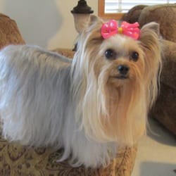 Gentle Care Pet Grooming - Spetzel Sue Petunia Pumpernickel!