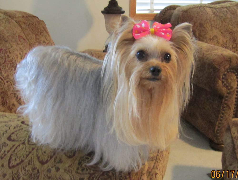 GENTLE CARE PET GROOMING Updated October 2024 16362 Wagner Way, Eden Prairie, Minnesota