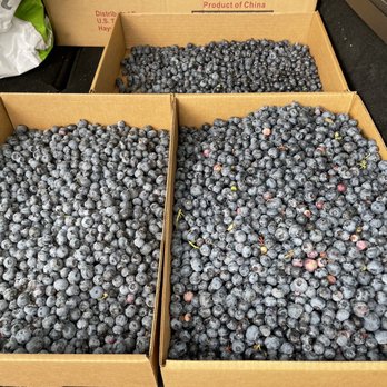 Nooksack Blueberries - Almost 20 lbs of blueberries to share and to keep. Looking forward to my morning blueberry milkshakes. - Pick Your Own Farms Near Me - Nooksack, Washington Nooksack Blueberries - Almost 20 lbs of blueberries to share and to keep. Looking forward to my morning blueberry milkshakes. - Pick Your Own Farms Near Me - Nooksack, Washington
