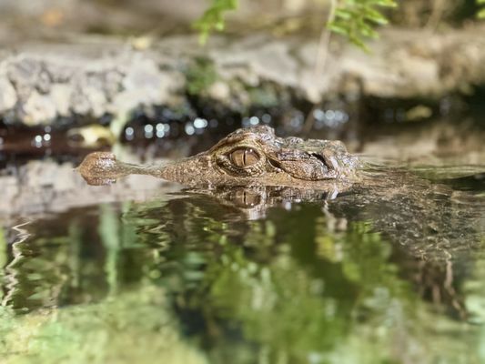 Nashville Zoo at Grassmere by null