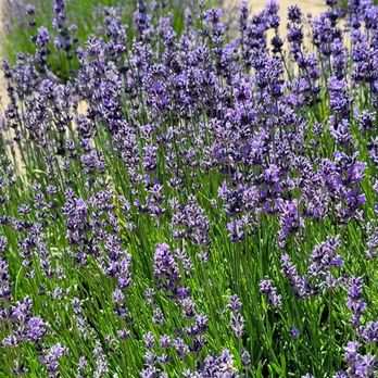 123 Farm - Lavender fields - Farmers Market Near Me - Cherry Valley, California 123 Farm - Lavender fields - Farmers Market Near Me - Cherry Valley, California
