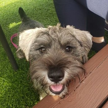 Siegfried's Restaurant - Dog friendly outdoor dining! - German Near Me - Sarasota, Florida Siegfried's Restaurant - Dog friendly outdoor dining! - German Near Me - Sarasota, Florida