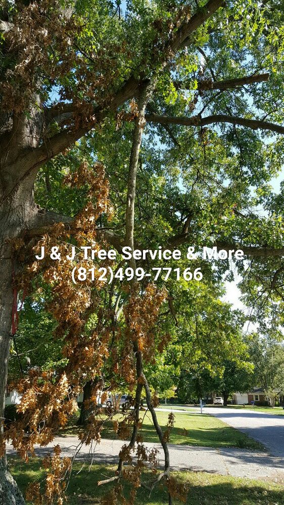 J & J TREE SERVICE & MORE 20 Photos Tree Services 2585 N Kentucky