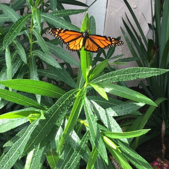 Tom's Thumb by Cornelius Nursery - A male Monarch I raised and released... - Nurseries & Gardening Near Me - Galveston, Texas Tom's Thumb by Cornelius Nursery - A male Monarch I raised and released... - Nurseries & Gardening Near Me - Galveston, Texas