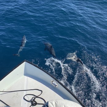 Bob Marlin Charters - More dolphins - Boat Tours Near Me - Haleiwa, Hawaii