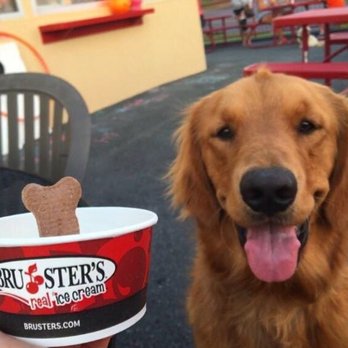 Bruster's Real Ice Cream - a golden retriever - Desserts Near Me - Odenton, Maryland Bruster's Real Ice Cream - a golden retriever - Desserts Near Me - Odenton, Maryland