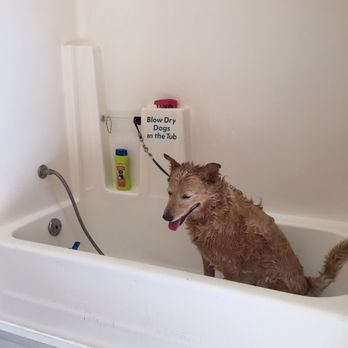 Dippity Dog - Pet Groomers Near Me - Oceanside, California Dippity Dog - Pet Groomers Near Me - Oceanside, California