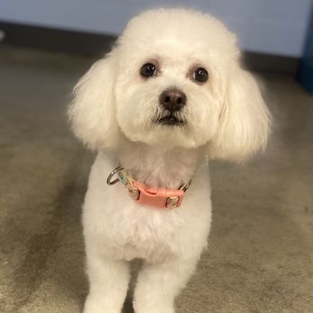 Chewbarka Grooming - Harley is ready to see Mama now all fluffed combed & Styled - Pet Groomers Near Me Chewbarka Grooming - Harley is ready to see Mama now all fluffed combed & Styled - Pet Groomers Near Me