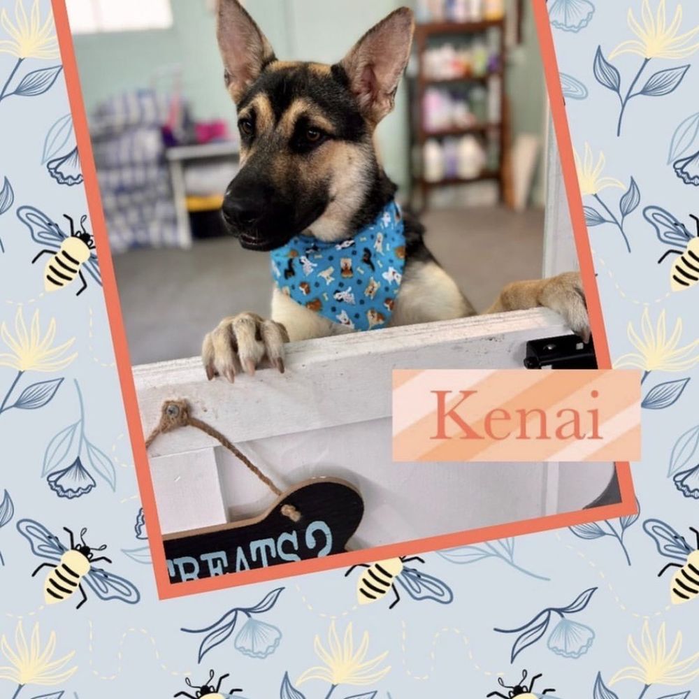 The Dogg Lounge - Kenai - Pet Groomers Near Me - Whittier, California The Dogg Lounge - Kenai - Pet Groomers Near Me - Whittier, California
