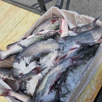 Caplinger's Fresh Catch - Locally sourced fish to ensure freshness and great taste! - Seafood Near Me - Indianapolis, Indiana Caplinger's Fresh Catch - Locally sourced fish to ensure freshness and great taste! - Seafood Near Me - Indianapolis, Indiana