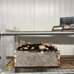 The Woodlands at Phillips Mushroom Farms