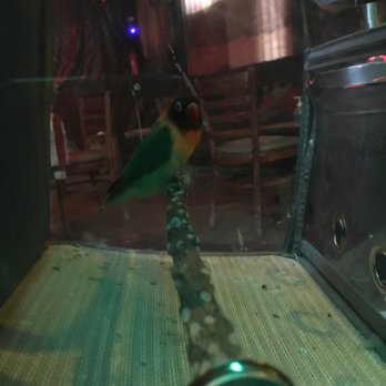 Ezzat Hookah Lounge - The bird - Coffee & Tea Near Me - Los Angeles, California Ezzat Hookah Lounge - The bird - Coffee & Tea Near Me - Los Angeles, California
