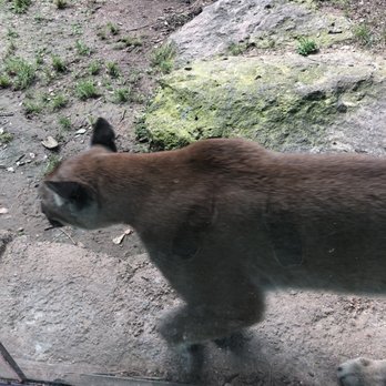 Cameron Park Zoo - Cougar within feet - Zoos Near Me - Waco, Texas Cameron Park Zoo - Cougar within feet - Zoos Near Me - Waco, Texas