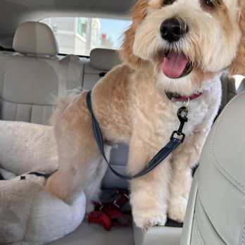 Napa Natural Dog Co. - New 'do - Pet Groomers Near Me - Vallejo, California Napa Natural Dog Co. - New 'do - Pet Groomers Near Me - Vallejo, California
