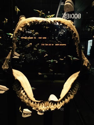 Manchester Museum by null