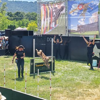 The Canine Stars - High jumping - Pet Training Near Me The Canine Stars - High jumping - Pet Training Near Me