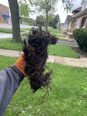 Ace Drain and Sewer Experts Logo