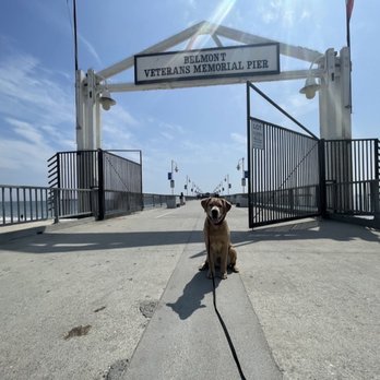 OffLeash SoCal - Maui - Pet Training Near Me - Santa Monica, California OffLeash SoCal - Maui - Pet Training Near Me - Santa Monica, California