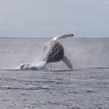 Capt Andy's - Just an amazing trip for whale watching - Boat Tours Near Me - Ele'ele, Hawaii Capt Andy's - Just an amazing trip for whale watching - Boat Tours Near Me - Ele'ele, Hawaii