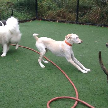 The Barking Dog - Derry - Our clients love our outdoor spaces - Pet Groomers Near Me - Derry, New Hampshire The Barking Dog - Derry - Our clients love our outdoor spaces - Pet Groomers Near Me - Derry, New Hampshire
