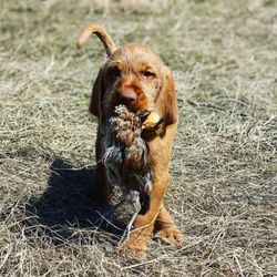 Cave Canis Kennels - Bird intro for puppies