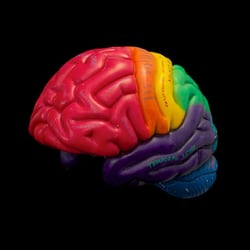 Houston Neurological Institute - Pasadena - Come see the "Big Brain" in the lobby of the Houston Neurological Institute in Pasadena.