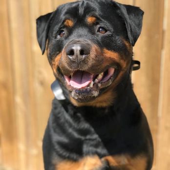 Sit Means Sit Dog Training - Bozeman - Pet Training Near Me - Bozeman, Montana Sit Means Sit Dog Training - Bozeman - Pet Training Near Me - Bozeman, Montana