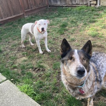 Sidewalks Oakland - Dina learning socialization - Pet Training Near Me