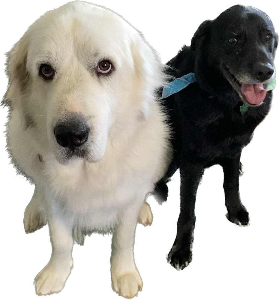 CANINE CREATIONS DOG GROOMING Updated August 2024 204 E Ave L, San