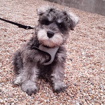 Sandy's Pet Spa - Before grooming - fluffy Teddy bear. - Pet Groomers Near Me - Chicago, Illinois