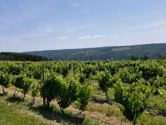 Keuka Lake Vineyards by null