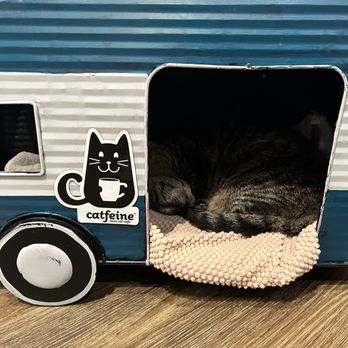 Catfeine - Very nice nap area - Pet Adoption Near Me - Murfreesboro, Tennessee Catfeine - Very nice nap area - Pet Adoption Near Me - Murfreesboro, Tennessee