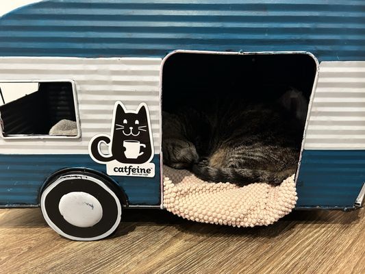 Catfeine Cat Cafe by null