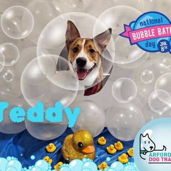Arfordable Dog Training - Pet Training Near Me - Converse, Texas Arfordable Dog Training - Pet Training Near Me - Converse, Texas
