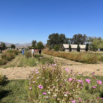 Park Winters Flower Farm - Beautiful flowers to pick - Pick Your Own Farms Near Me - Winters, California