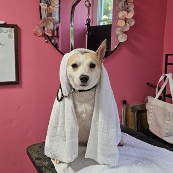 JM Grooming - Pet Groomers Near Me - Columbia, Connecticut JM Grooming - Pet Groomers Near Me - Columbia, Connecticut