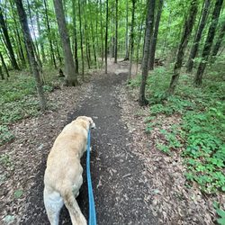 Remy's Dog park