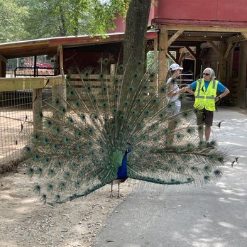 Yellow River Wildlife Sanctuary - Peacock - Zoos Near Me - Lilburn, Georgia Yellow River Wildlife Sanctuary - Peacock - Zoos Near Me - Lilburn, Georgia