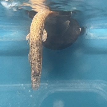 Super Pets - Dead fish stuck in the filter - Pet Stores Near Me - Temple City, California Super Pets - Dead fish stuck in the filter - Pet Stores Near Me - Temple City, California