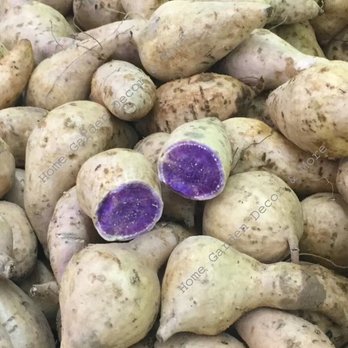 Mango Tree Supermarket - Taro - Grocery Near Me - Davie, Florida Mango Tree Supermarket - Taro - Grocery Near Me - Davie, Florida
