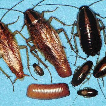 Sydneys Best Pest Control - German cockroach stages - Pest Control Near Me - Sydney, NSW Sydneys Best Pest Control - German cockroach stages - Pest Control Near Me - Sydney, NSW