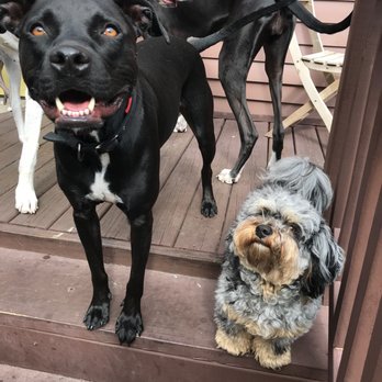 Kiki's Pet Services - Dog Walkers Near Me