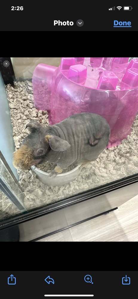 Pet Supermarket Image