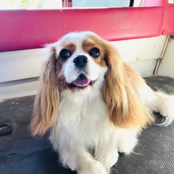 Paws on The Go Mobile Pet Spa - Pet Groomers Near Me Paws on The Go Mobile Pet Spa - Pet Groomers Near Me