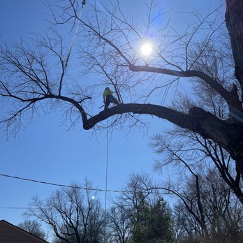 Cartwright Tree Care - Tree Services Near Me - Grandview, Missouri Cartwright Tree Care - Tree Services Near Me - Grandview, Missouri