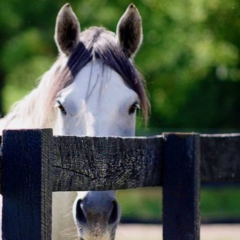Windmill Farm - Horseback Riding Near Me - Highland, Michigan